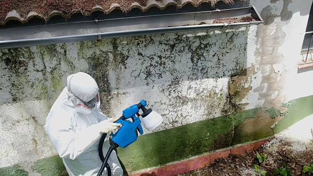 Top rated local Basement Mold Removal specialists in Fishertown, PA